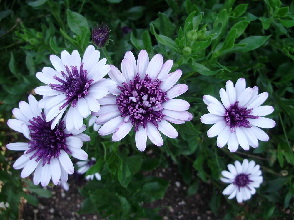 Photo of African Daisy (Osteospermum ecklonis 3D™ Berry White) uploaded by CDsSister