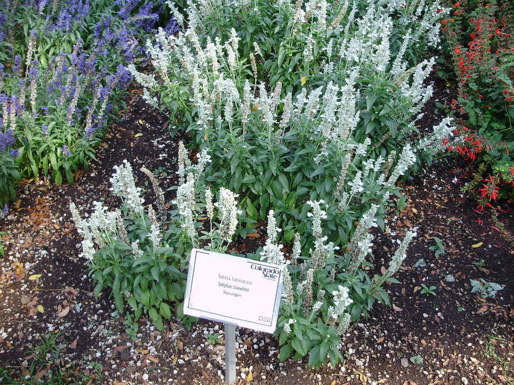 Photo of Mealy Cup Sage (Salvia farinacea Sallyfun™ Snow White) uploaded by CDsSister