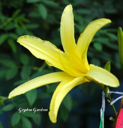 Photo of Daylily (Hemerocallis citrina) uploaded by Joy