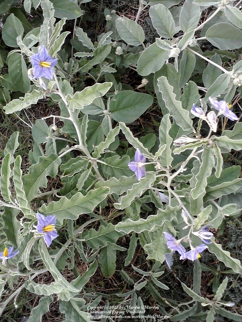 Photo of Silverleaf Nightshade (Solanum elaeagnifolium) uploaded by Marylyn
