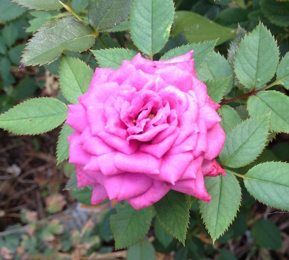Photo of Rose (Rosa 'Vista') uploaded by Skiekitty
