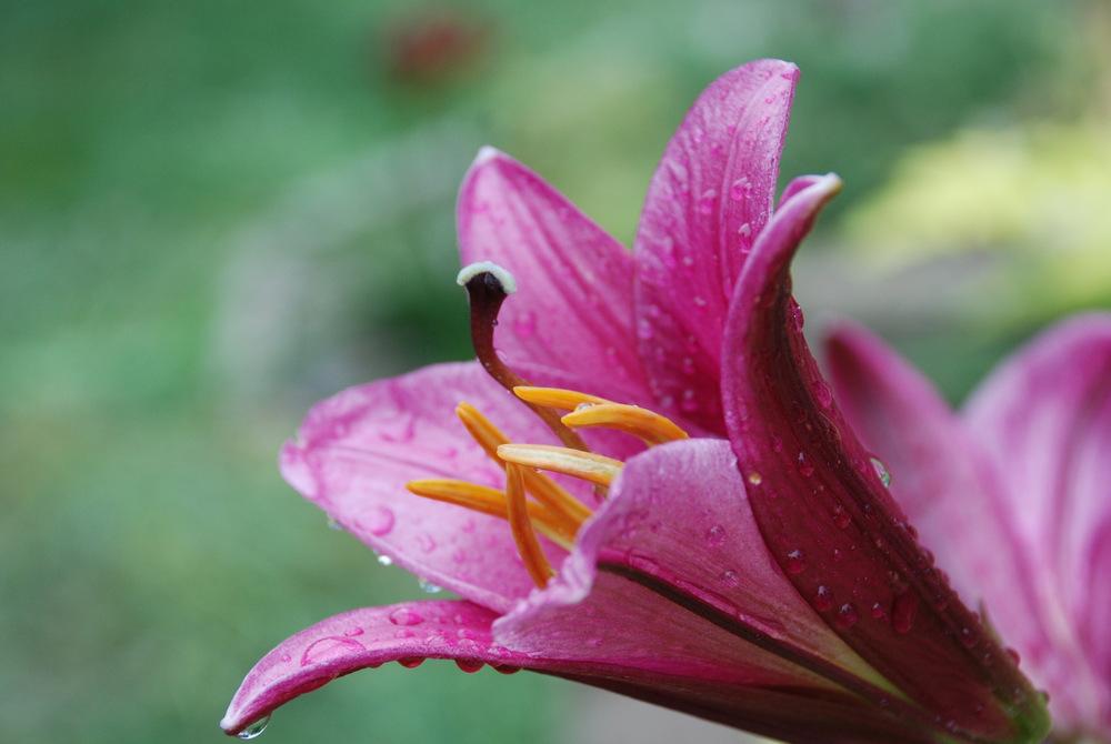 Photo of Lily (Lilium 'Purple Prince') uploaded by bearsearch