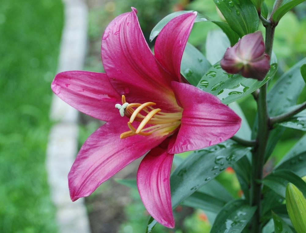 Photo of Lily (Lilium 'Purple Prince') uploaded by bearsearch