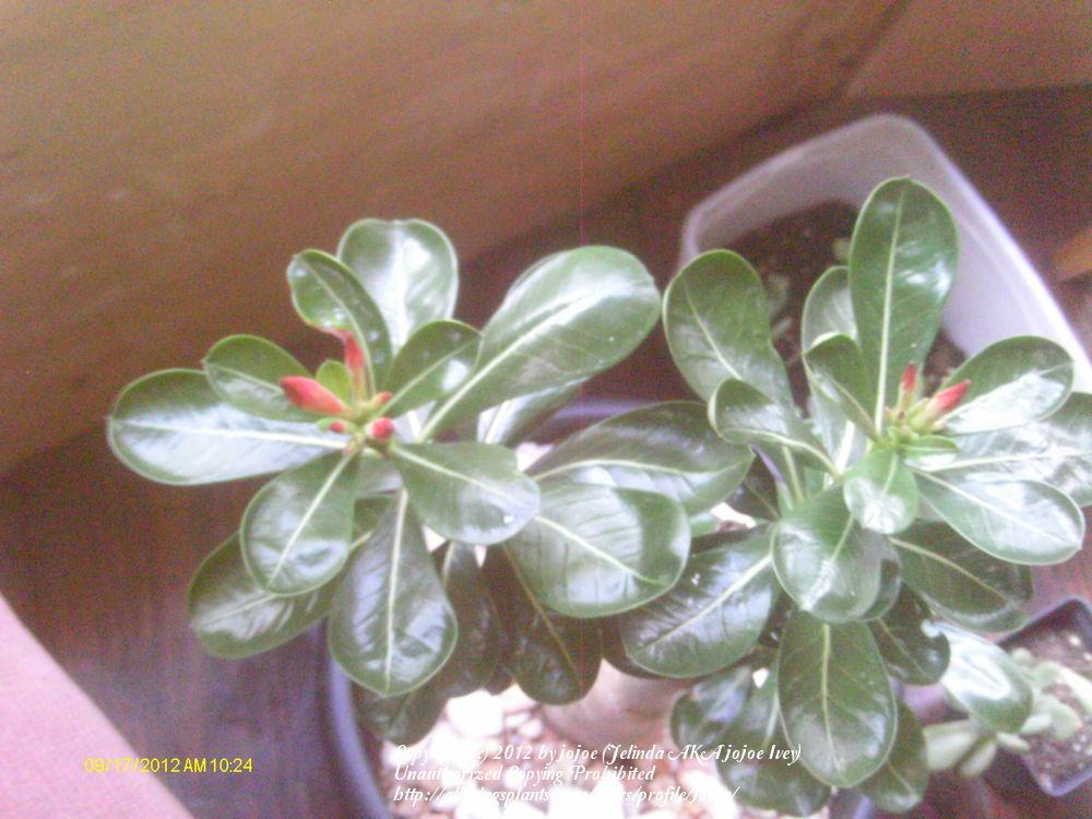 Photo of Desert Rose (Adenium obesum) uploaded by jojoe