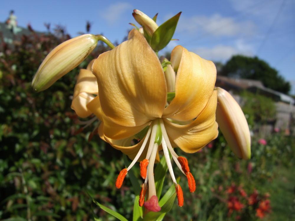 Photo of Asiatic Lily (Lilium 'Doeskin') uploaded by mnorberry