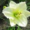 Photo Courtesy of O'Bannon Springs Daylilies. Used with Permissio