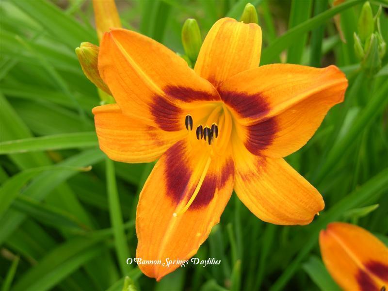Photo of Daylily (Hemerocallis 'Saratoga Springtime') uploaded by Joy