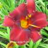 Photo Courtesy of O'Bannon Springs Daylilies. Used with Permissio