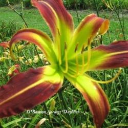 
Photo Courtesy of O'Bannon Springs Daylilies. Used with Permissio