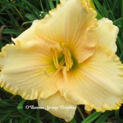 
Photo Courtesy of O'Bannon Springs Daylilies. Used with Permissio