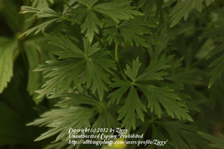 Photo of Aconitum degenii subsp. paniculatum uploaded by Ziggy