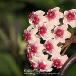 Location: Daytona Beach, Florida
Date: 2012-09-20 
Pretty, fragrant bloom of Hoya obovata.