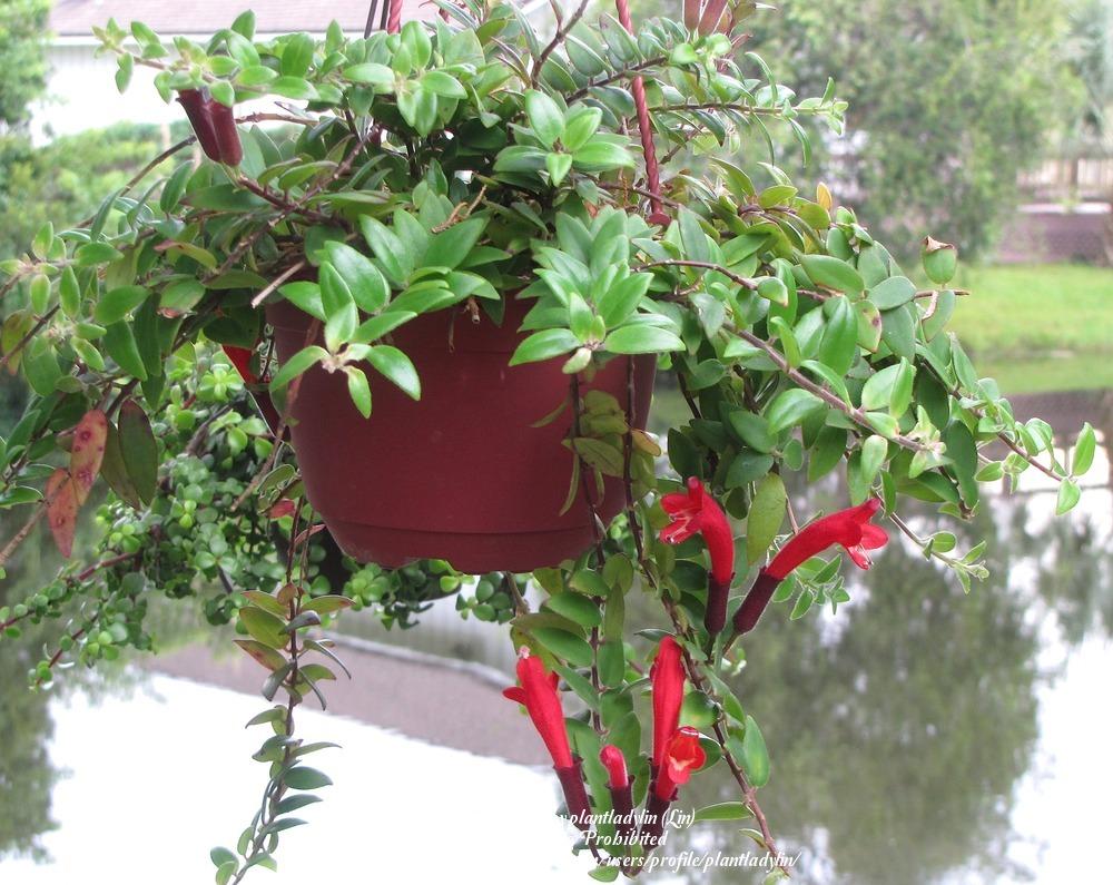 Photo of Lipstick Plant (Aeschynanthus radicans) uploaded by plantladylin