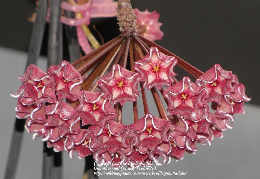 Photo of Wax Plant (Hoya pubicalyx 'Pink Silver') uploaded by plantladylin