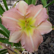 Photo Courtesy of Daylilies by the Lake. Used with Permission.