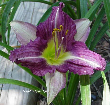 Photo of Daylily (Hemerocallis 'Purple Pinwheel') uploaded by Joy