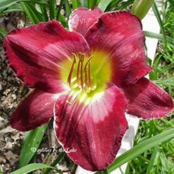 
Photo Courtesy of Daylilies by the Lake. Used with Permission.