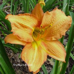 Photo Courtesy of Daylilies by the Lake. Used with Permission.