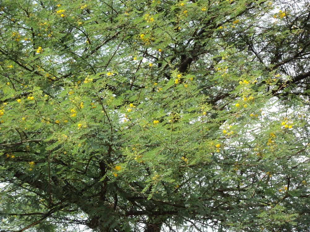 Photo of Kikar (Vachellia nilotica subsp. indica) uploaded by KAMasud