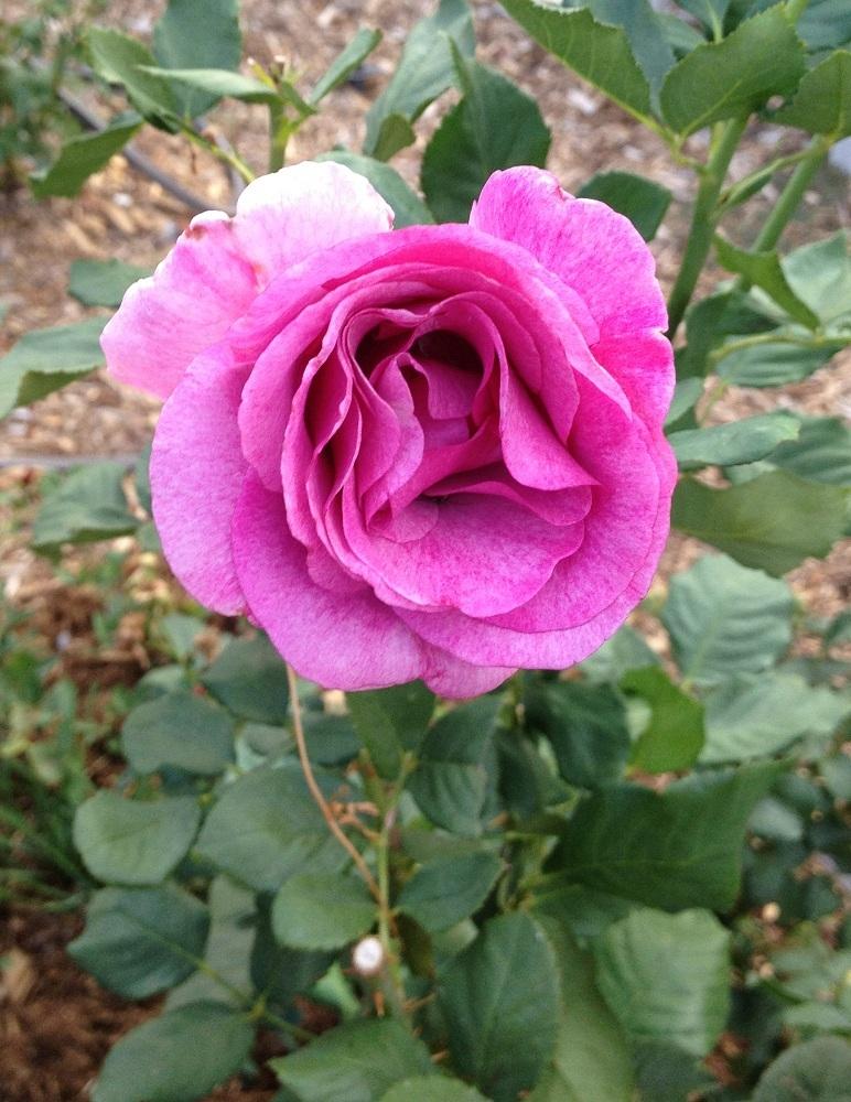 Photo of Rose (Rosa 'Melody Parfumee') uploaded by Skiekitty