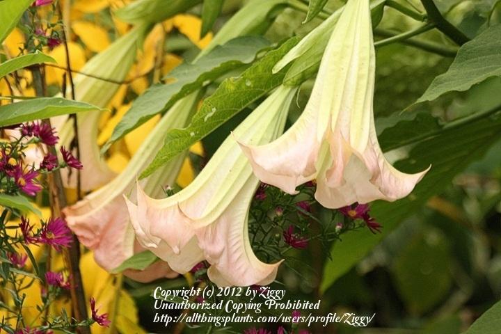 Photo of Angel's Trumpet (Brugmansia 'Frosty Pink') uploaded by Ziggy