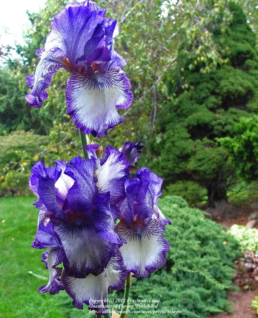 Photo of Tall Bearded Iris (Iris 'Double Shot') uploaded by eclayne