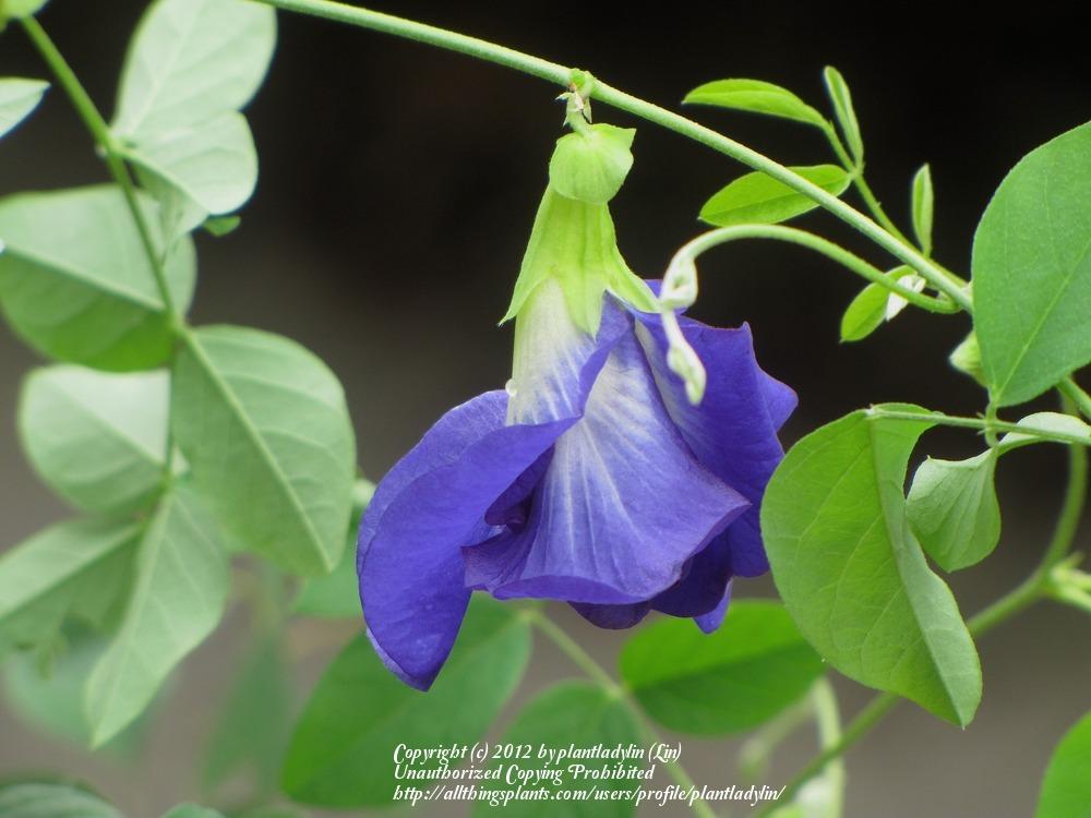Photo of Butterfly Pea (Clitoria ternatea) uploaded by plantladylin