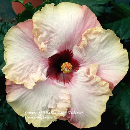 Photo of Tropical Hibiscus (Hibiscus rosa-sinensis 'Stolen Kiss') uploaded by SongofJoy