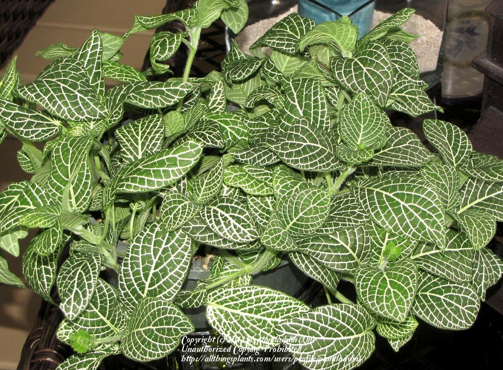 Photo of Nerve Plant (Fittonia albivenis 'White Brocade') uploaded by plantladylin