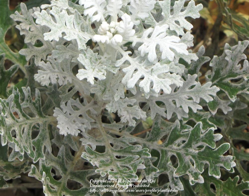 Photo of Dusty Miller (Jacobaea maritima subsp. maritima) uploaded by plantladylin
