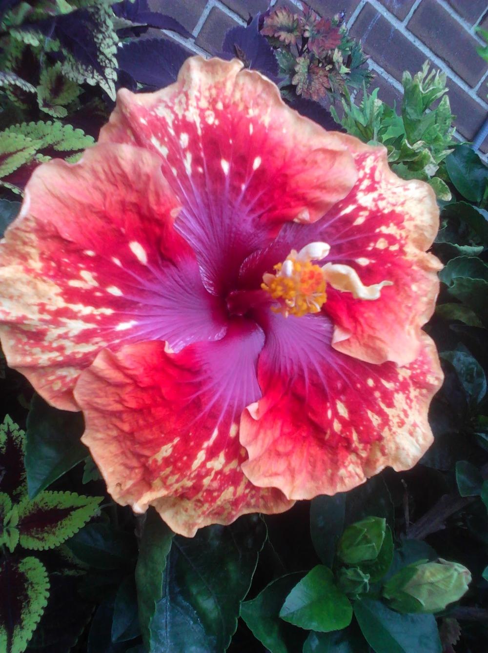 Photo of Hibiscus (Hibiscus rosa-sinensis 'Heartbreak Hotel') uploaded by stplong