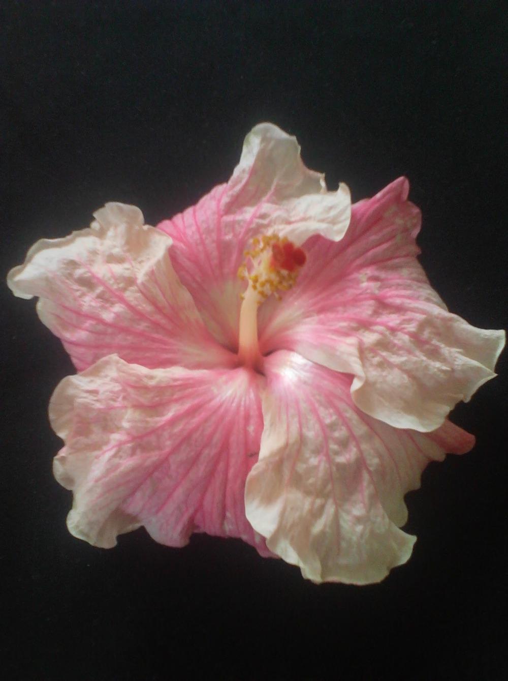 Photo of Hibiscus (Hibiscus rosa-sinensis 'Kennadie Jade') uploaded by stplong