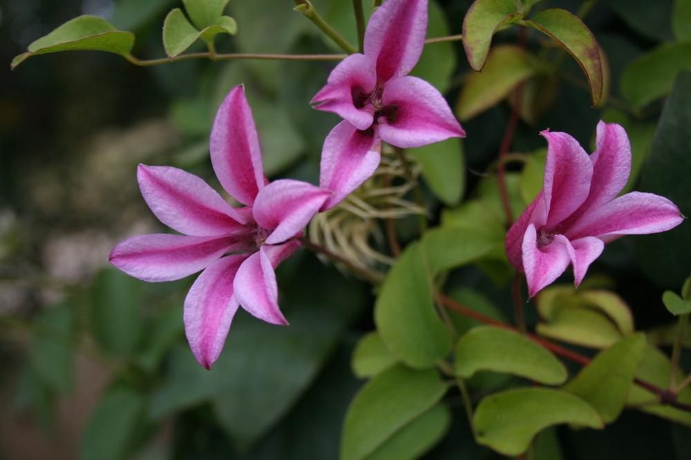 Photo of Clematis (Clematis texensis 'Duchess of Albany') uploaded by 4susiesjoy