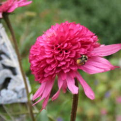 Location: My Garden
Date: 2012-09-08
Prolific bloomer,best new plant in my garde this summer.