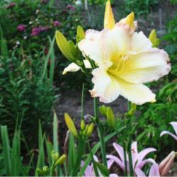 Location: My Garden
Almost the longest blooming daylily in my garden.