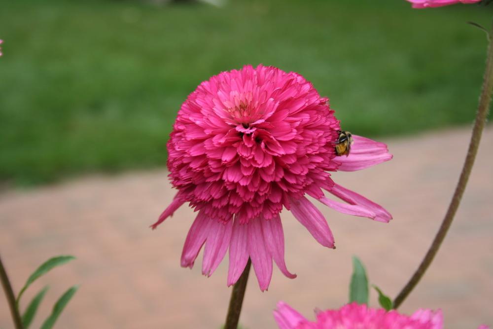 Photo of Coneflower (Echinacea 'Southern Belle') uploaded by 4susiesjoy