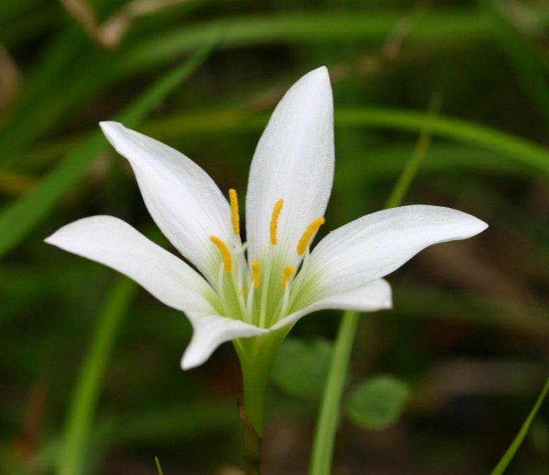 Photo of Rain lily (Zephyranthes atamasco) uploaded by flaflwrgrl