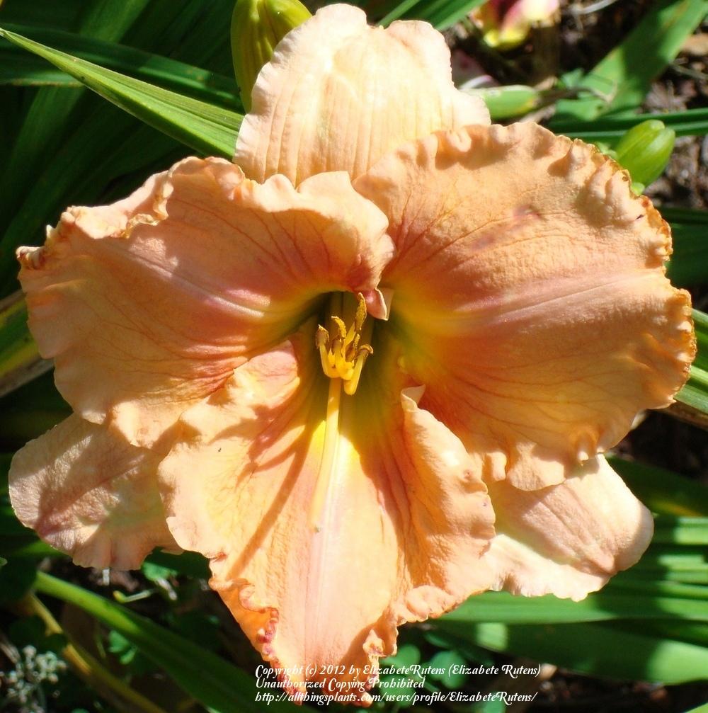 Photo of Daylily (Hemerocallis 'Tropical Experience') uploaded by ElizabeteRutens
