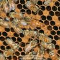 Honey Bee Castes