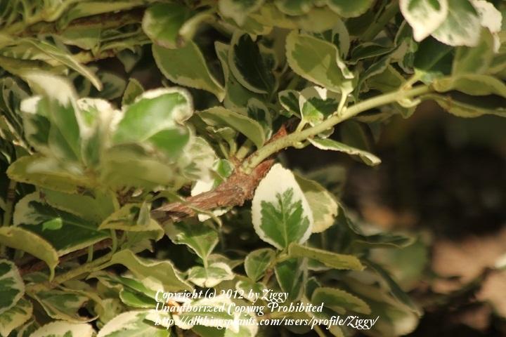 Photo of Wintercreeper (Euonymus fortunei var. radicans 'Emerald Gaiety') uploaded by Ziggy