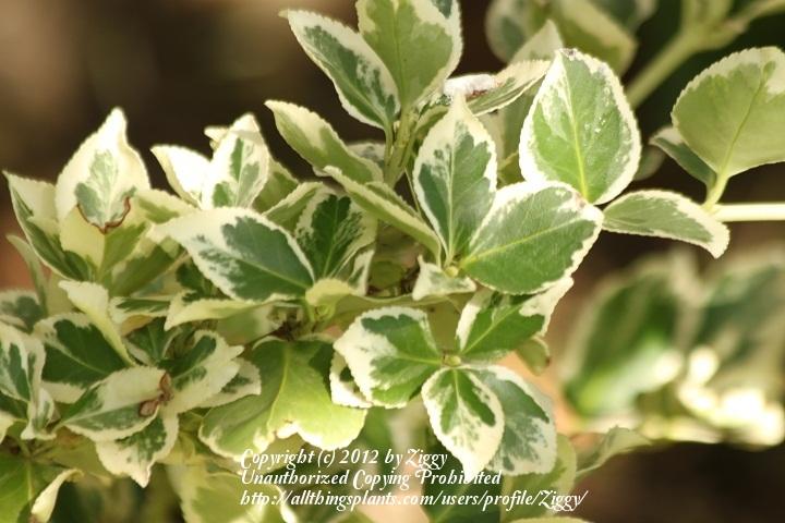 Photo of Wintercreeper (Euonymus fortunei var. radicans 'Emerald Gaiety') uploaded by Ziggy