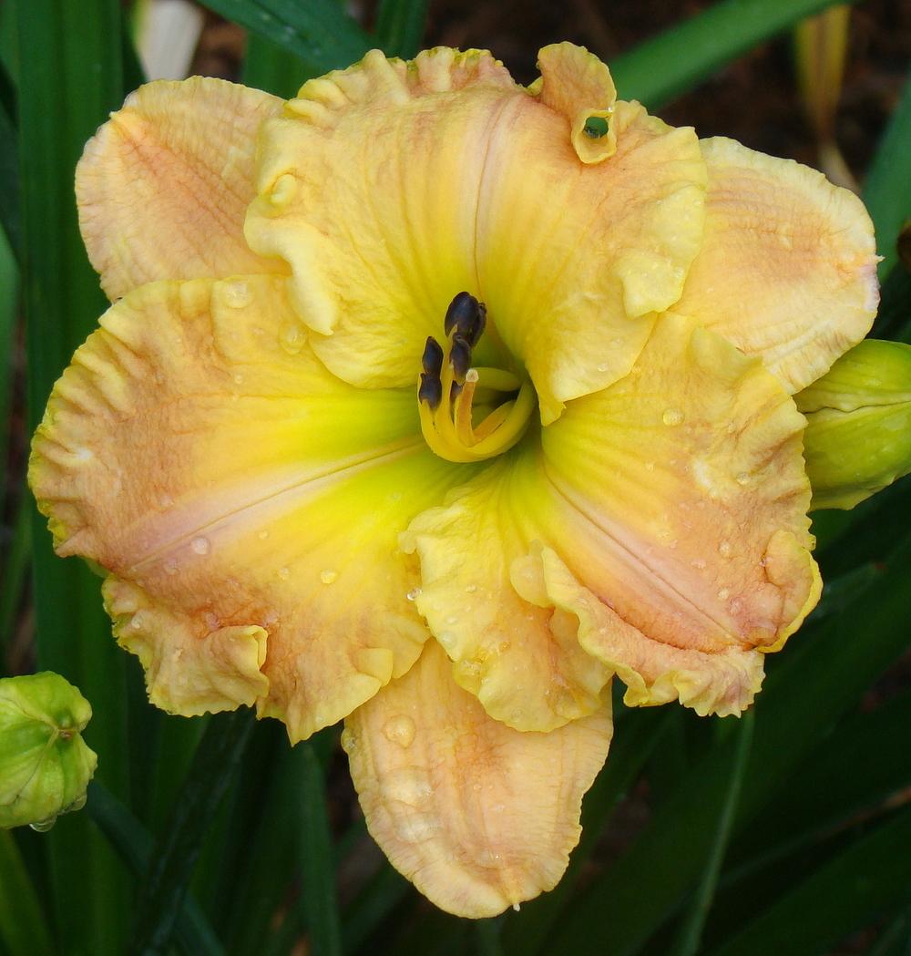 Photo of Daylily (Hemerocallis 'Frequent Comment') uploaded by nh4me