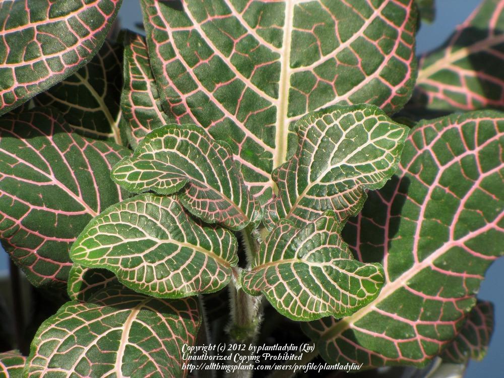 Photo of Nerve Plant (Fittonia albivenis) uploaded by plantladylin