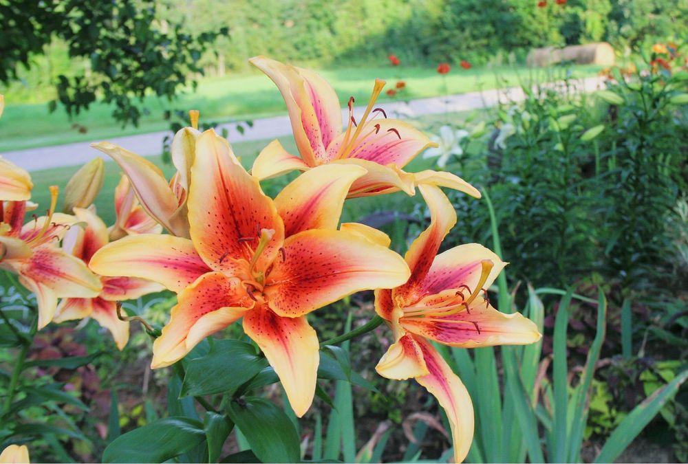 Photo of Lily (Lilium 'First Crown') uploaded by 4susiesjoy