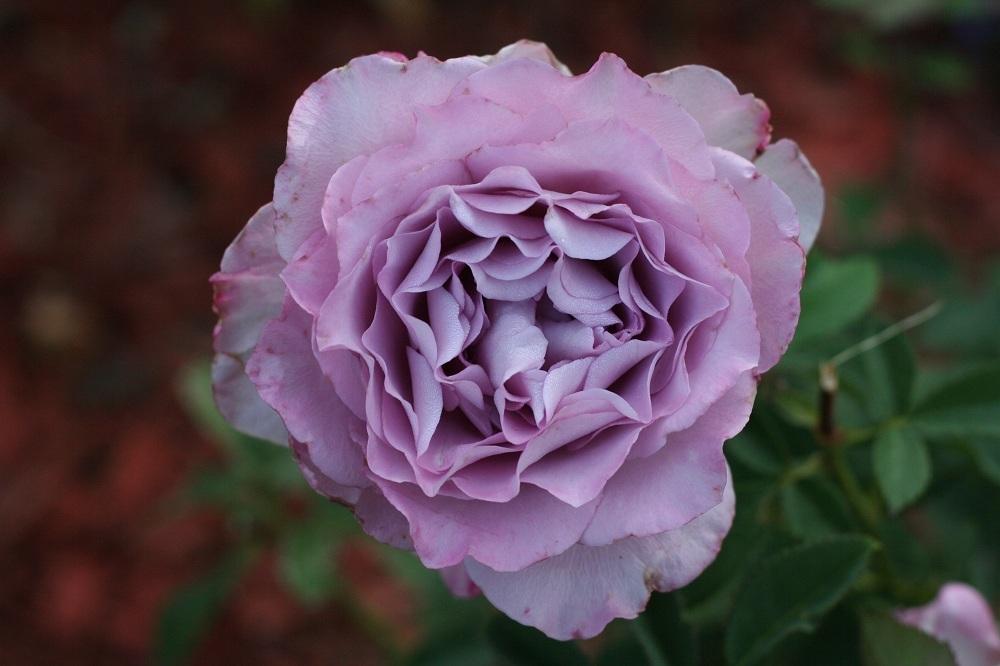 Photo of Rose (Rosa 'English Perfume') uploaded by Skiekitty