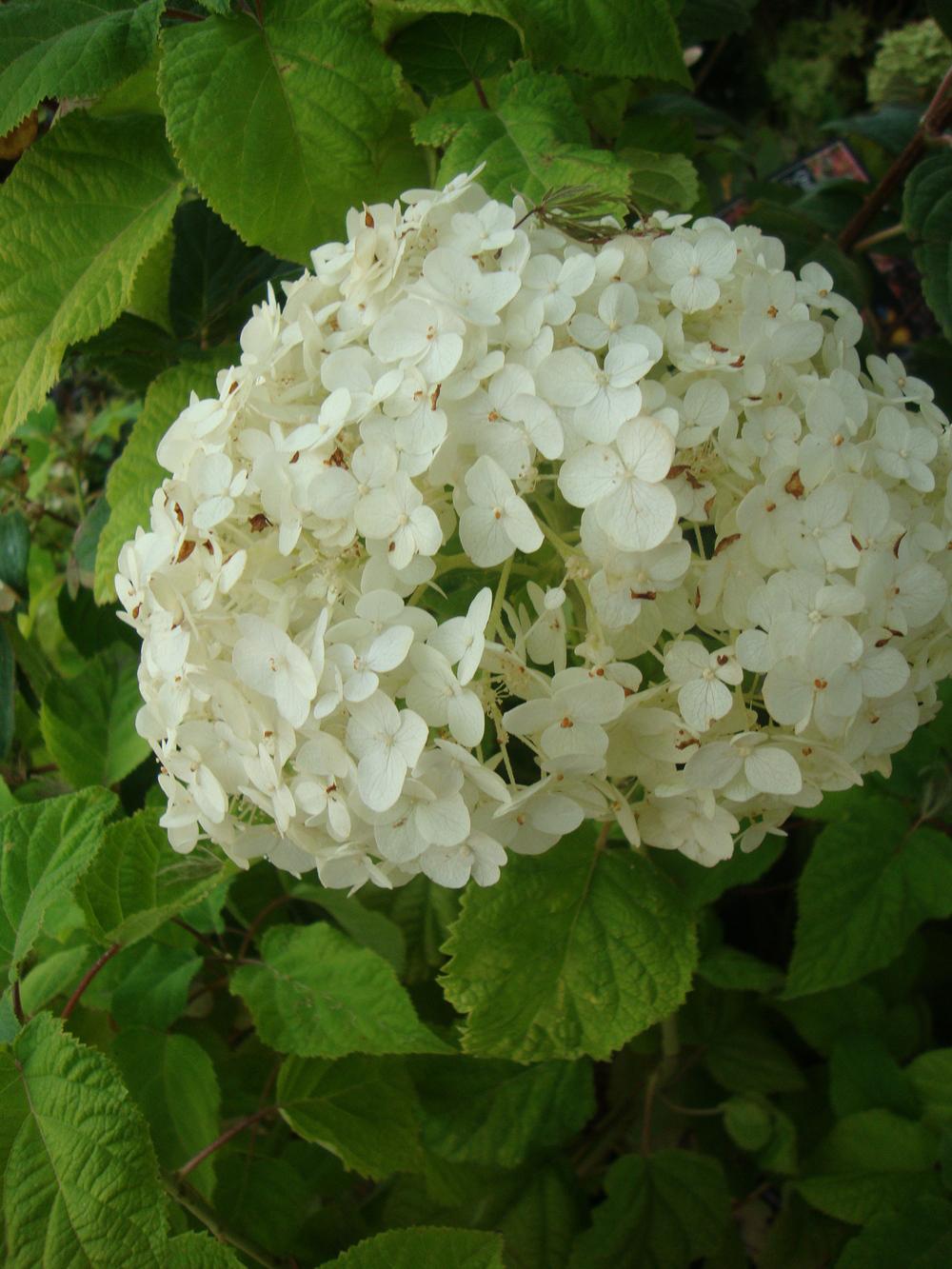 Photo of Smooth Hydrangea (Hydrangea arborescens 'Annabelle') uploaded by Paul2032