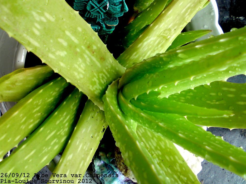 Photo of Aloes (Aloe) uploaded by PiaLouiseSourvi