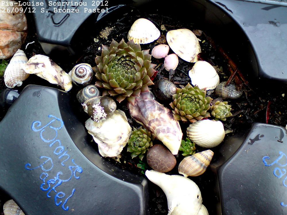 Photo of Hen and Chicks (Sempervivum marmoreum 'Bronze Pastel') uploaded by PiaLouiseSourvi