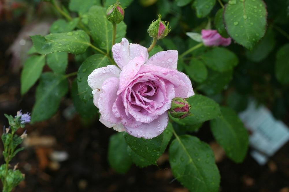 Photo of Rose (Rosa 'Fragrant Lavender Simplicity') uploaded by Skiekitty
