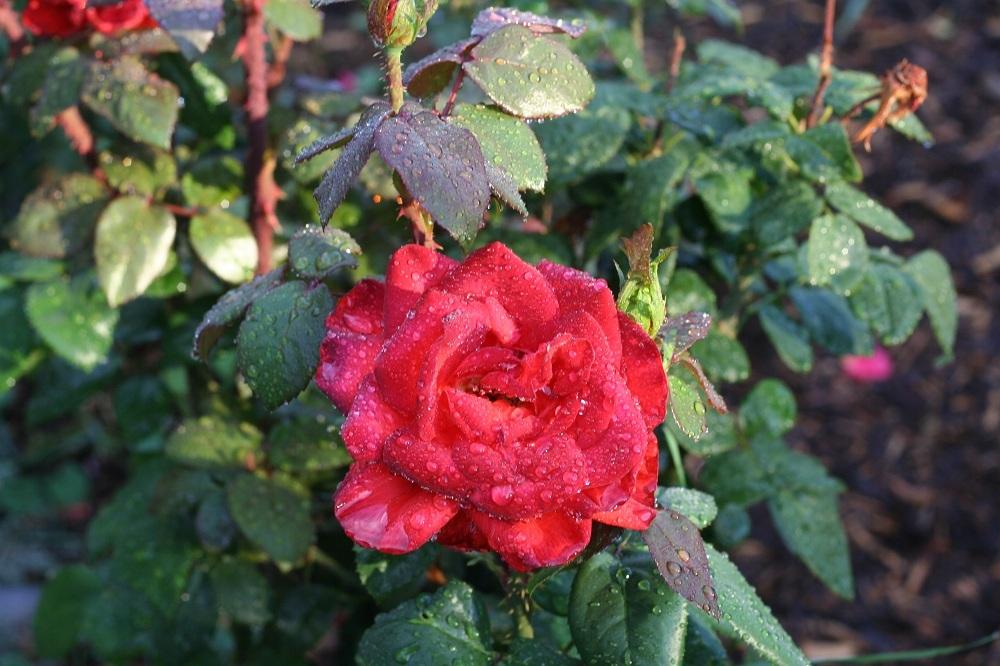 Photo of Rose (Rosa 'Solarflash') uploaded by Skiekitty